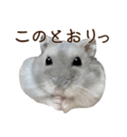 ジャンガリアンハムスター実写スタンプ10（個別スタンプ：10）