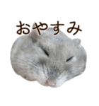 ジャンガリアンハムスター実写スタンプ10（個別スタンプ：16）