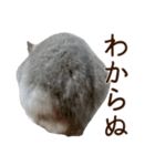 ジャンガリアンハムスター実写スタンプ10（個別スタンプ：18）