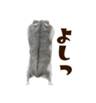 ジャンガリアンハムスター実写スタンプ10（個別スタンプ：20）