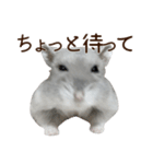 ジャンガリアンハムスター実写スタンプ10（個別スタンプ：21）