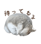 ジャンガリアンハムスター実写スタンプ10（個別スタンプ：24）