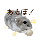 ジャンガリアンハムスター実写スタンプ10（個別スタンプ：25）