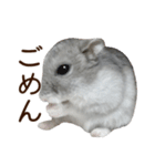 ジャンガリアンハムスター実写スタンプ10（個別スタンプ：33）