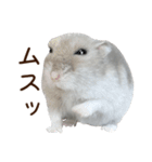ジャンガリアンハムスター実写スタンプ10（個別スタンプ：34）