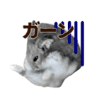 ジャンガリアンハムスター実写スタンプ10（個別スタンプ：38）