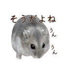 ジャンガリアンハムスター実写スタンプ10（個別スタンプ：39）