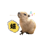 【カピバラ】かぴ天スタンプPart10（個別スタンプ：9）