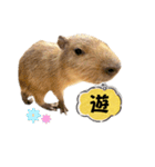 【カピバラ】かぴ天スタンプPart10（個別スタンプ：10）