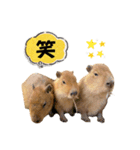 【カピバラ】かぴ天スタンプPart10（個別スタンプ：11）