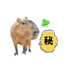 【カピバラ】かぴ天スタンプPart10（個別スタンプ：14）
