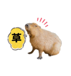 【カピバラ】かぴ天スタンプPart10（個別スタンプ：15）