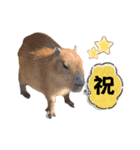 【カピバラ】かぴ天スタンプPart10（個別スタンプ：16）