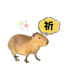 【カピバラ】かぴ天スタンプPart10（個別スタンプ：17）