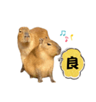 【カピバラ】かぴ天スタンプPart10（個別スタンプ：18）