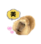 【カピバラ】かぴ天スタンプPart10（個別スタンプ：21）