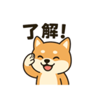 しばいぬ日常スタンプ（個別スタンプ：1）