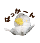 ジャンガリアンハムスター実写スタンプ11（個別スタンプ：2）