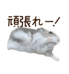 ジャンガリアンハムスター実写スタンプ11（個別スタンプ：5）