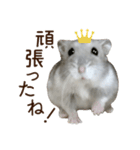 ジャンガリアンハムスター実写スタンプ11（個別スタンプ：7）