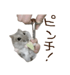 ジャンガリアンハムスター実写スタンプ11（個別スタンプ：9）