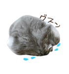 ジャンガリアンハムスター実写スタンプ11（個別スタンプ：10）