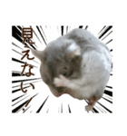 ジャンガリアンハムスター実写スタンプ11（個別スタンプ：11）
