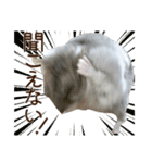 ジャンガリアンハムスター実写スタンプ11（個別スタンプ：12）