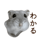 ジャンガリアンハムスター実写スタンプ11（個別スタンプ：14）
