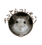 ジャンガリアンハムスター実写スタンプ11（個別スタンプ：17）