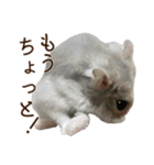 ジャンガリアンハムスター実写スタンプ11（個別スタンプ：18）