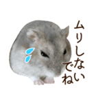 ジャンガリアンハムスター実写スタンプ11（個別スタンプ：19）