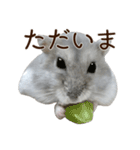 ジャンガリアンハムスター実写スタンプ11（個別スタンプ：20）