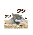 ジャンガリアンハムスター実写スタンプ11（個別スタンプ：21）