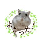 ジャンガリアンハムスター実写スタンプ11（個別スタンプ：24）
