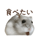 ジャンガリアンハムスター実写スタンプ11（個別スタンプ：25）