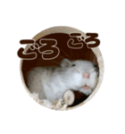 ジャンガリアンハムスター実写スタンプ11（個別スタンプ：26）