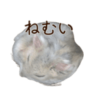 ジャンガリアンハムスター実写スタンプ11（個別スタンプ：27）