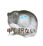 ジャンガリアンハムスター実写スタンプ11（個別スタンプ：33）