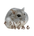 ジャンガリアンハムスター実写スタンプ11（個別スタンプ：36）