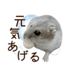 ジャンガリアンハムスター実写スタンプ11（個別スタンプ：40）