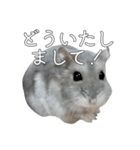ジャンガリアンハムスター実写スタンプ8（個別スタンプ：3）