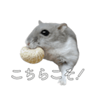 ジャンガリアンハムスター実写スタンプ8（個別スタンプ：4）