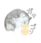 ジャンガリアンハムスター実写スタンプ8（個別スタンプ：5）