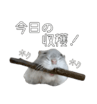 ジャンガリアンハムスター実写スタンプ8（個別スタンプ：6）