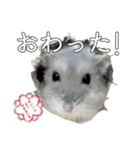 ジャンガリアンハムスター実写スタンプ8（個別スタンプ：7）