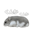 ジャンガリアンハムスター実写スタンプ8（個別スタンプ：12）