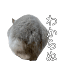 ジャンガリアンハムスター実写スタンプ8（個別スタンプ：18）