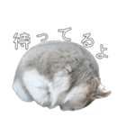 ジャンガリアンハムスター実写スタンプ8（個別スタンプ：24）
