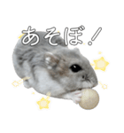 ジャンガリアンハムスター実写スタンプ8（個別スタンプ：25）